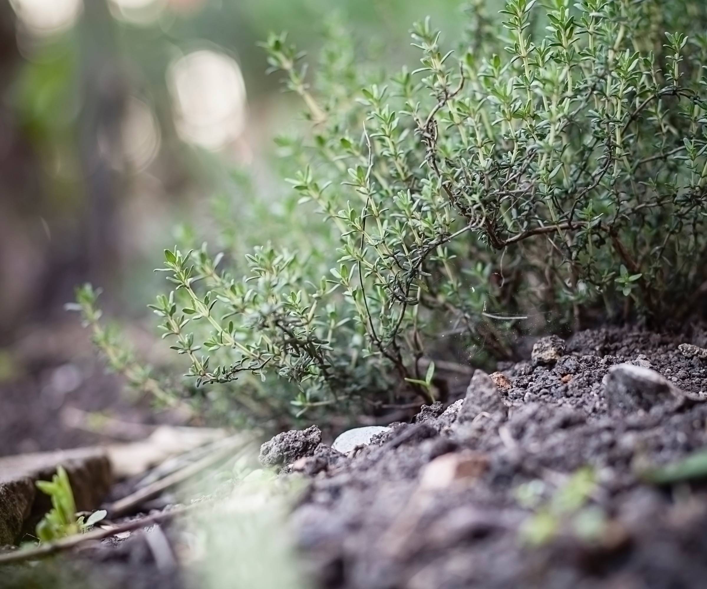 Thyme plant growing in the ground