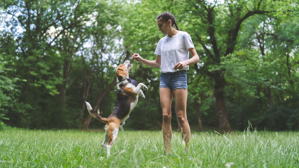 Young woman rewarding her beagle with treats in the park