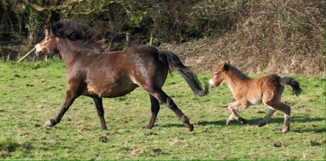 Anchor Eastwind with her foal, in 2015
