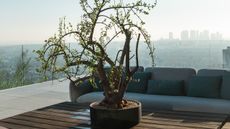 A jade plant on a wooden table on a modern balcony outdoors with two sofas facing it and glass balustrades surrounding it with a hazy blue sky view of the city in the distance