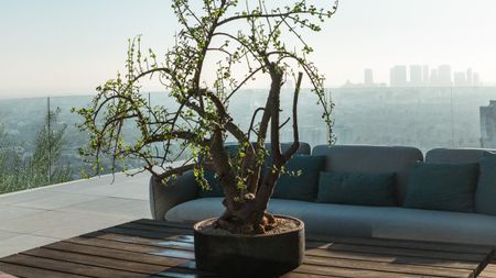 An elephant bush plant on a wooden table on a modern balcony outdoors with two sofas facing it and glass balustrades surrounding it with a hazy blue sky view of the city in the distance