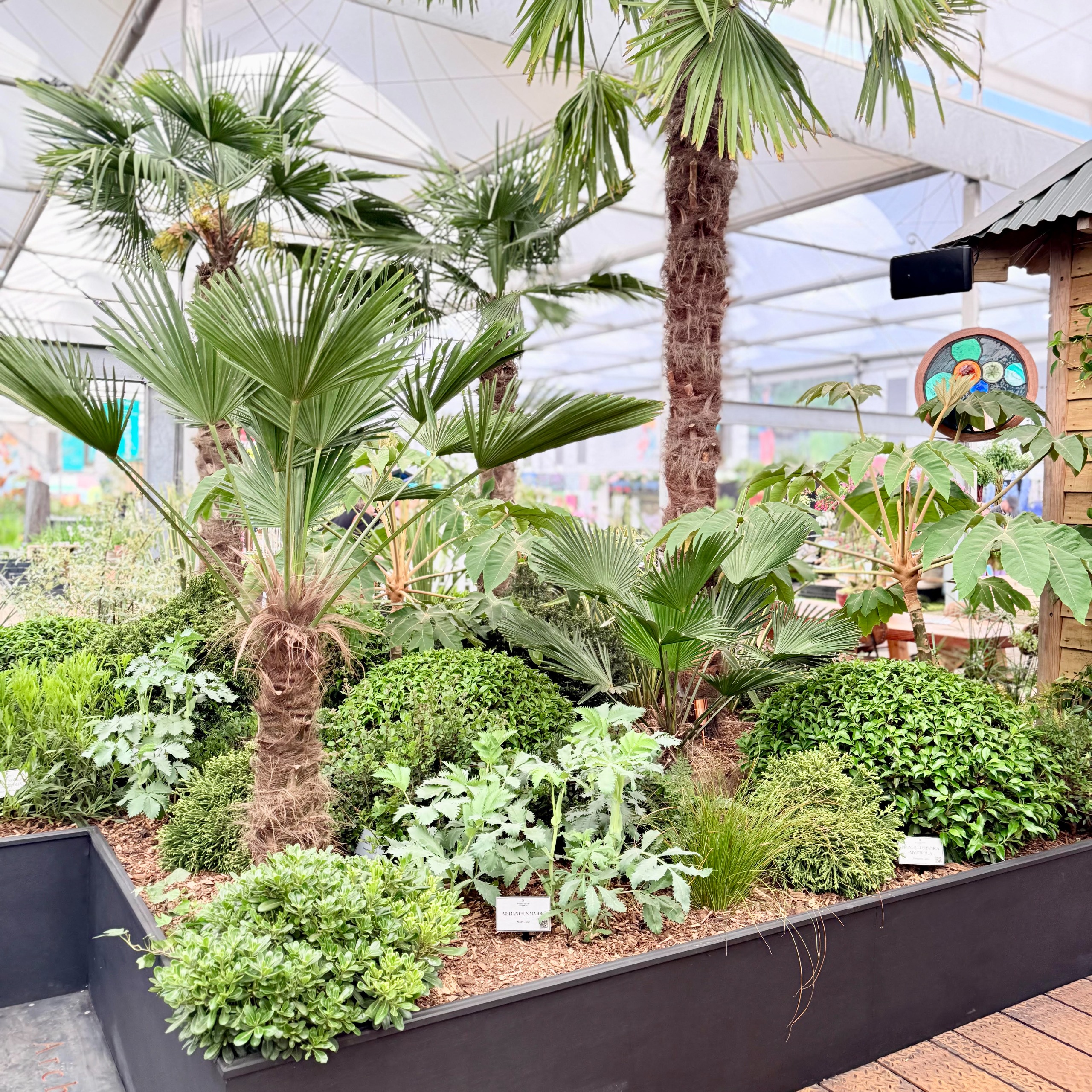 Tropical-looking plants