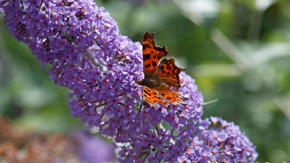 Experts reveal the one plant you should grow to attract butterflies to ...