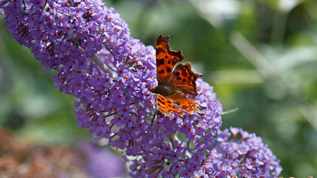 butterfly landing on a purple buddleja bush in bloom