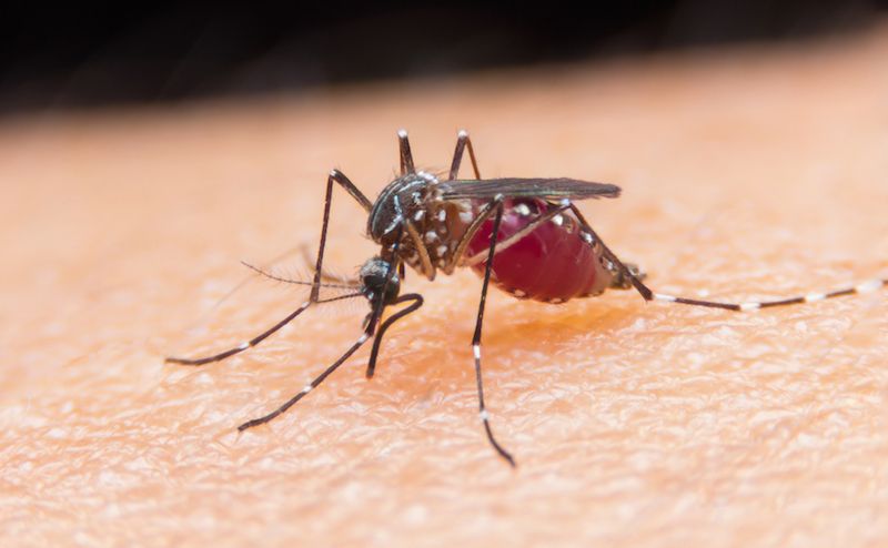 Dengue Cases Spike in Miami-Dade County: CDC Report