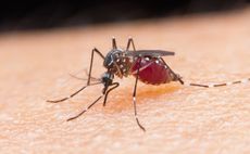 Mosquito biting person