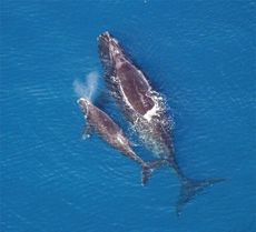 whales, endangered species, blue whales, right whales, humpback, bioacoustics, cornell ornithology lab, new york city