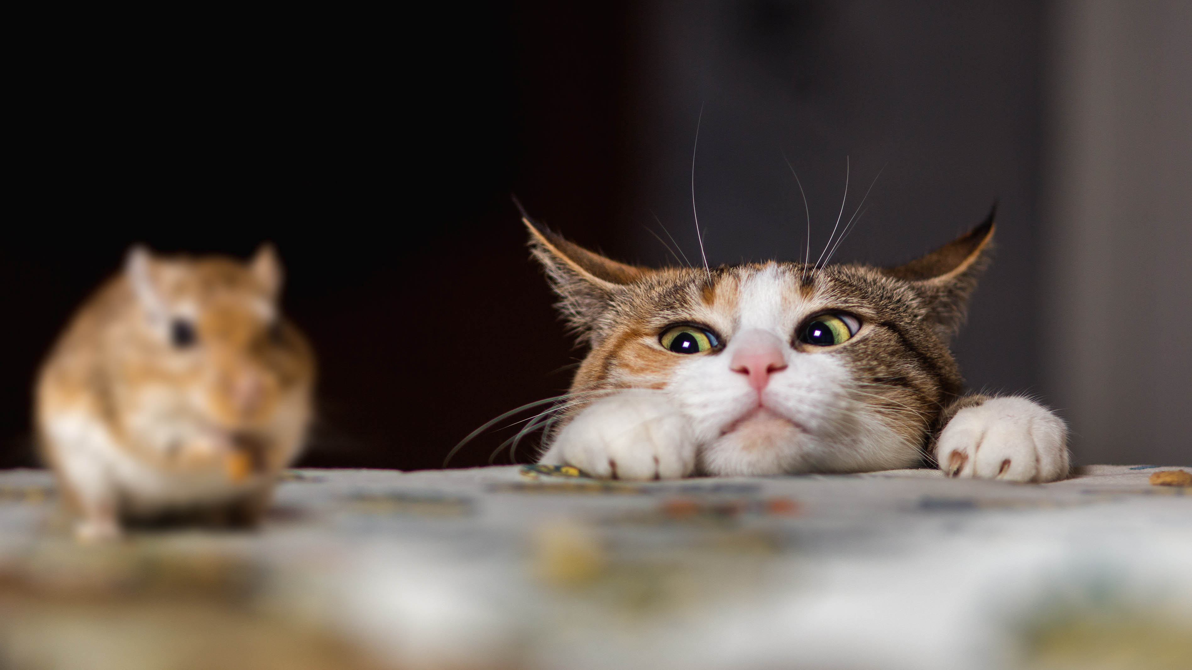 Кот наблюдает за мышью на столешнице
