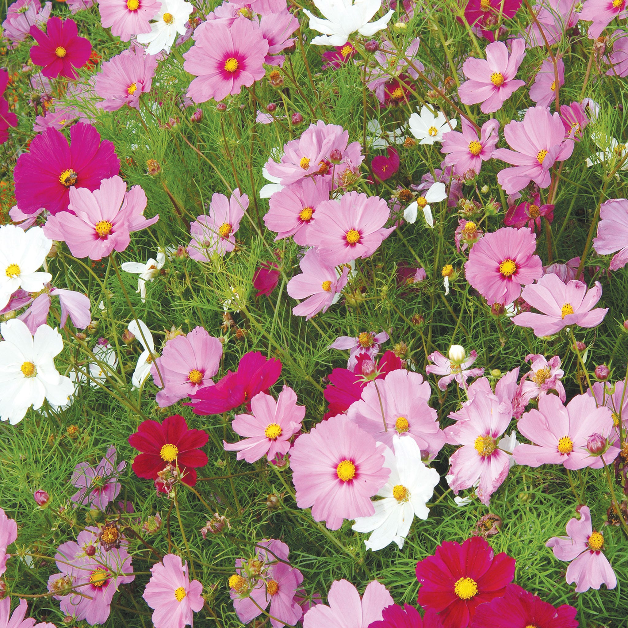 Sensation Mix Cosmos Seeds