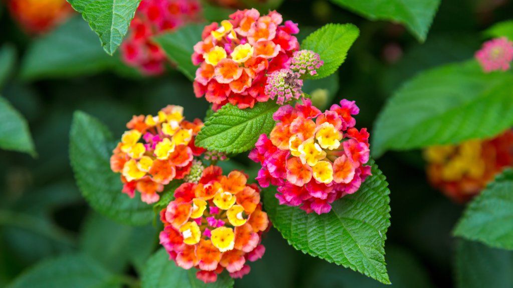 Pink and yellow lantana flowers