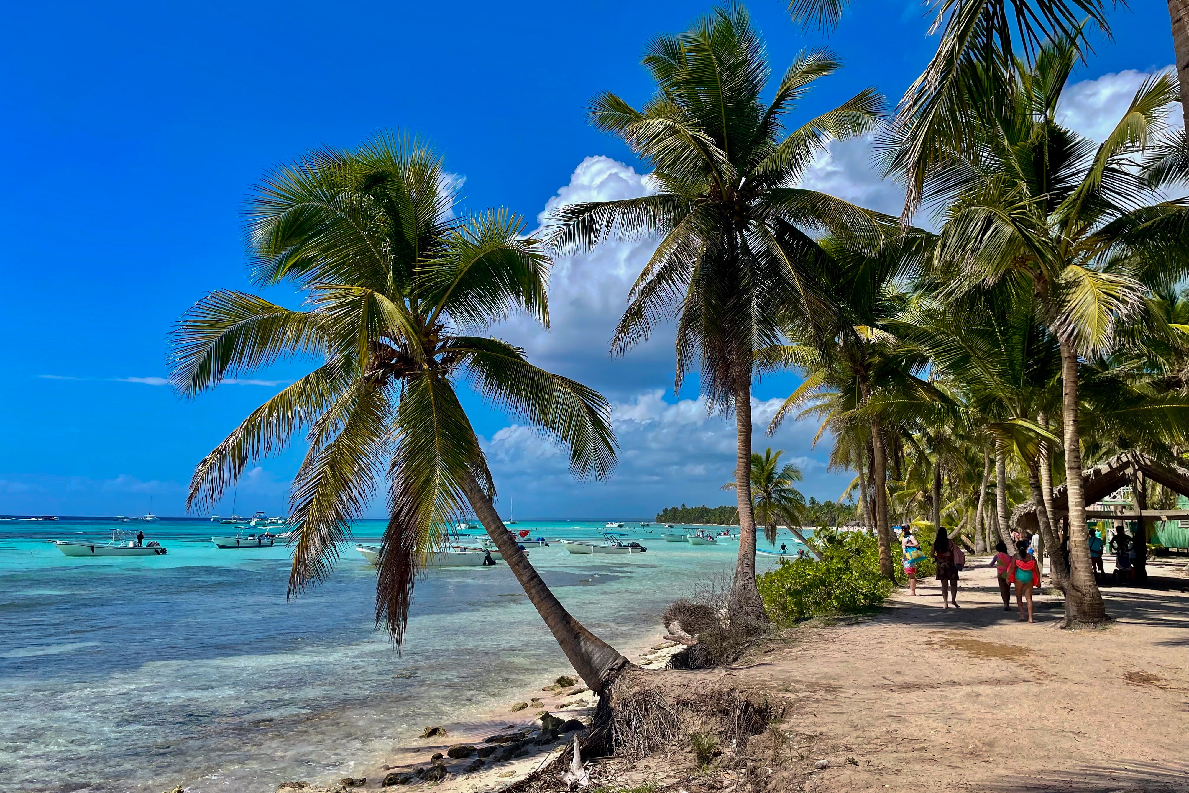 Palm trees at Cotubanama National Park in the Dominican Republic