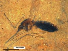 The fossil of a blood-engorged mosquito was found in northwestern Montana. 
