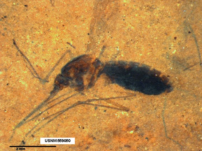 The fossil of a blood-engorged mosquito was found in northwestern Montana. 