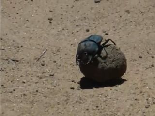 dung beetles, insects, excrement, dung beetle cooling