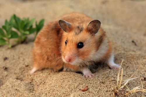 A brown and white Syrian hamster on the sand.