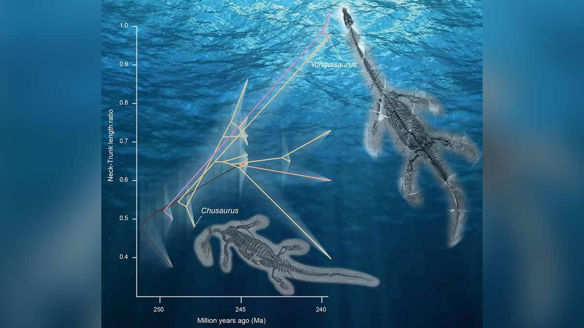 These prehistoric marine reptiles developed lengthy necks by including extra vertebrae