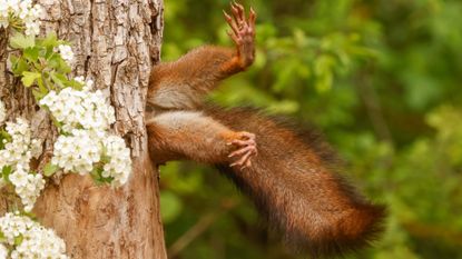 Squirrel stuck in a tree