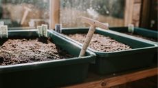 Bulb dibber in seed sowing tray