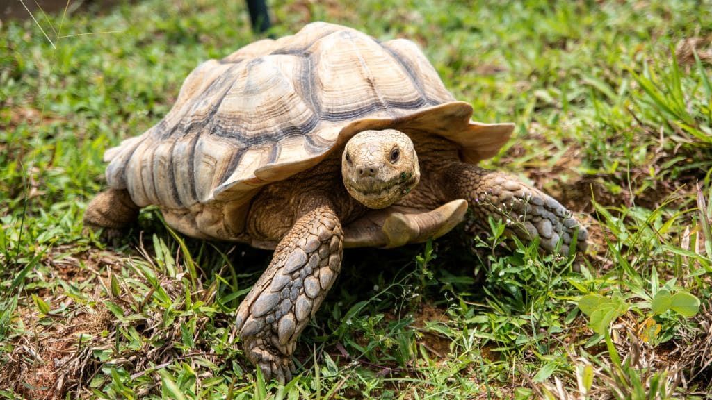 A sulcata tortoise.