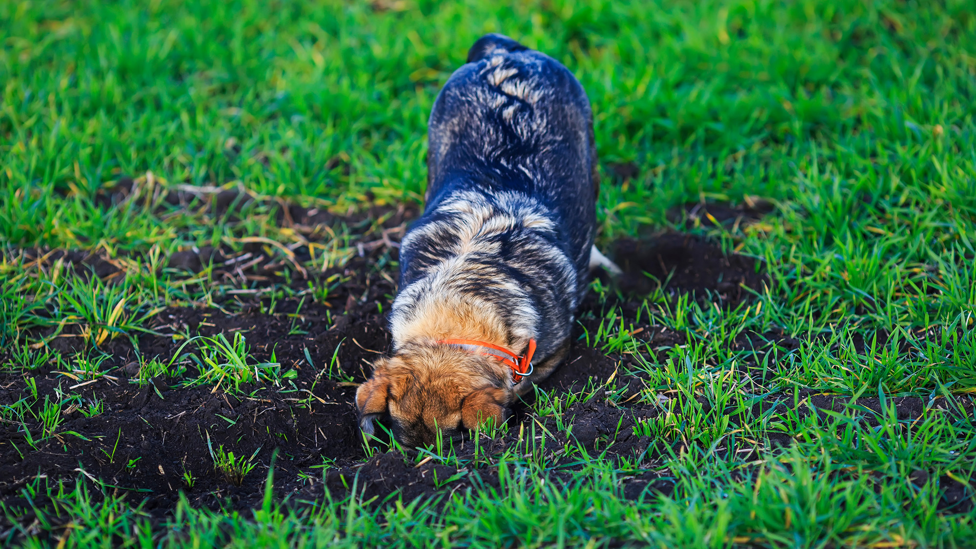 سگ در علف ها سوراخ می کند