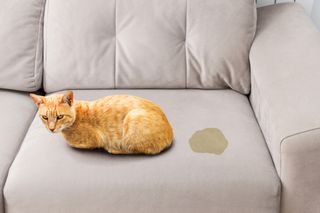Ginger cat having sprayed on a grey couch