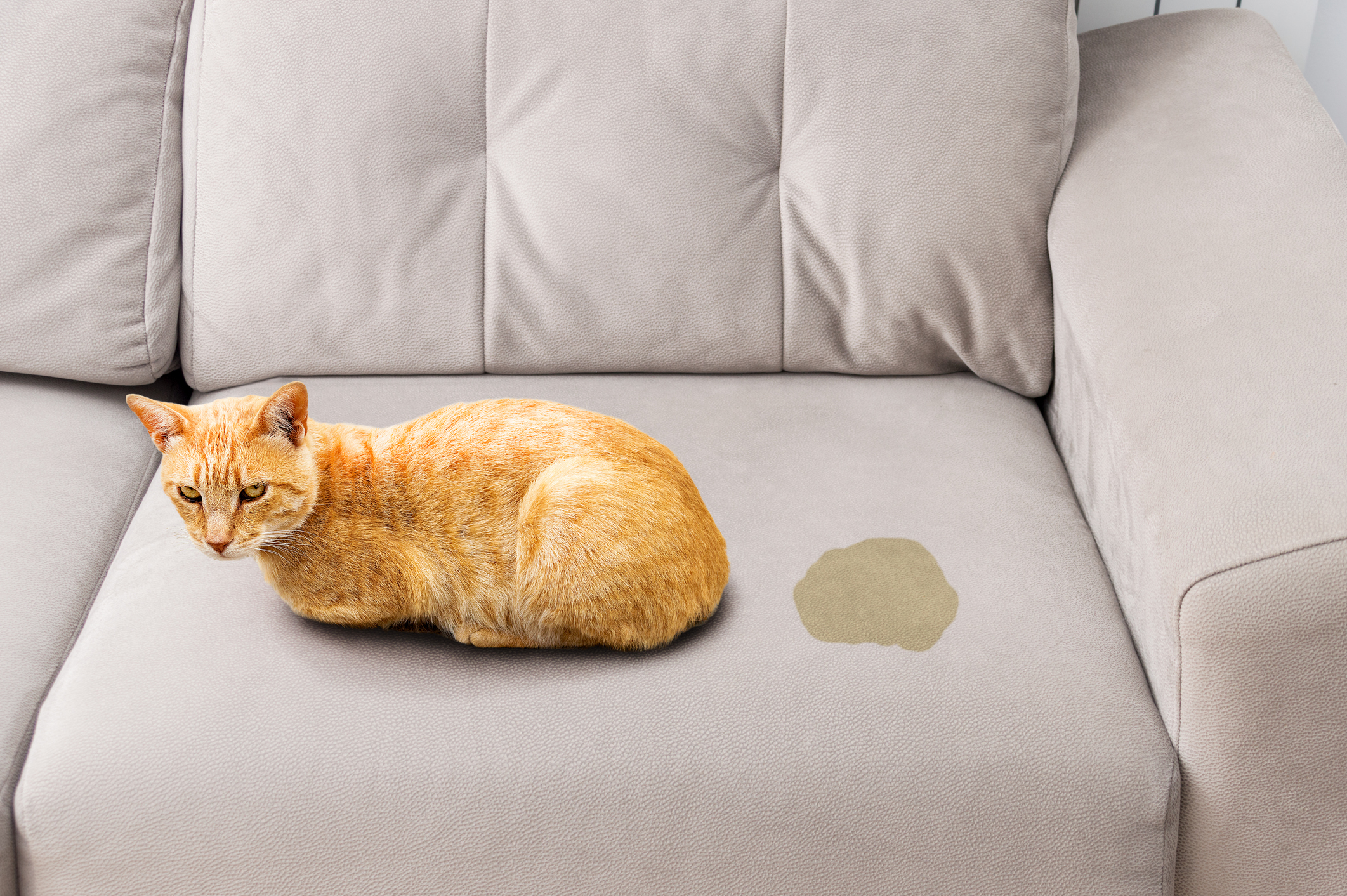 Ginger cat having sprayed on a grey couch