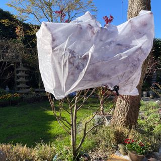 Horticultural fleece plant cover wrap on plants in garden