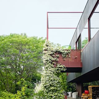 Metal balcony with trailing plant
