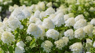 White flowering panicle hydrangea shrubs