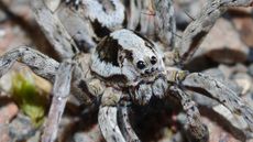 Great fox-spiders immobilize their prey by injecting them with venom that liquifies the internal organs of the insect.&nbsp;