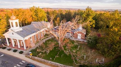 Basking Ridge's iconic white oak tree