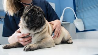 Pug being checked by vet