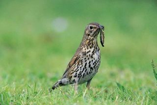 Song Thrush worm