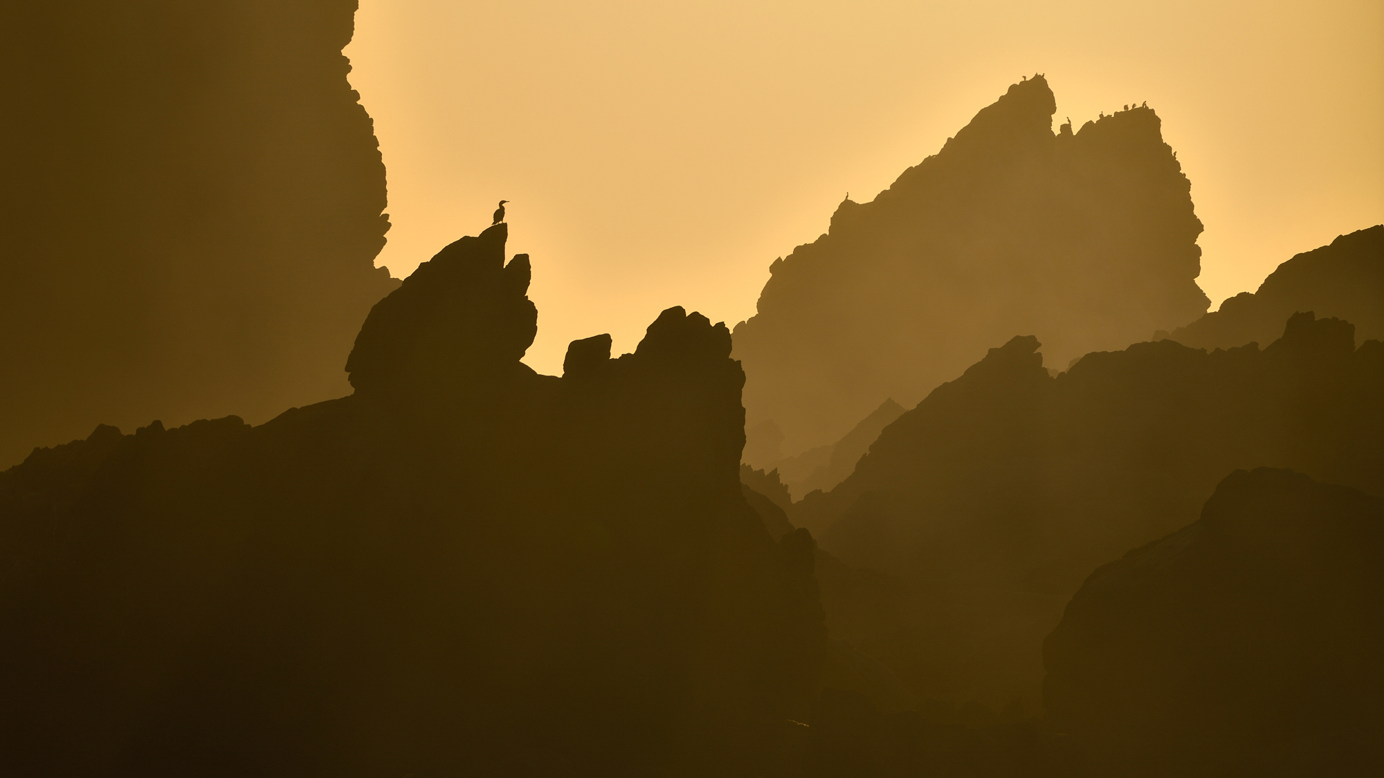 Silhouettes of jagged rocks and perched birds against a golden, misty sky at sunrise or sunset.