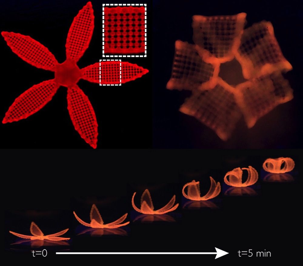 '4D-Printed' Objects Change Shape After They're Made | Live Science