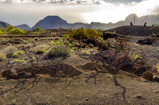 Vineyard scene in Tenerife, Canary Islands