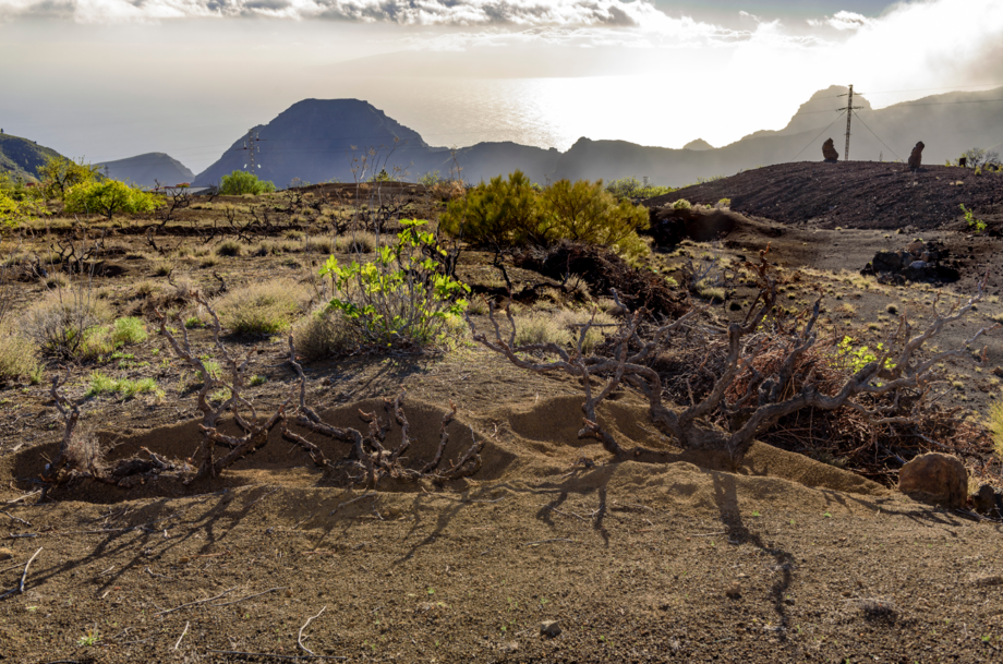 Vineyard scene in Tenerife, Canary Islands