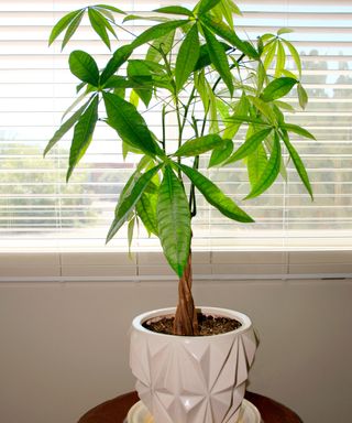 Pachira Aquatica - Guiana Chestnut from Central and South America, commonly sold as a "money tree"