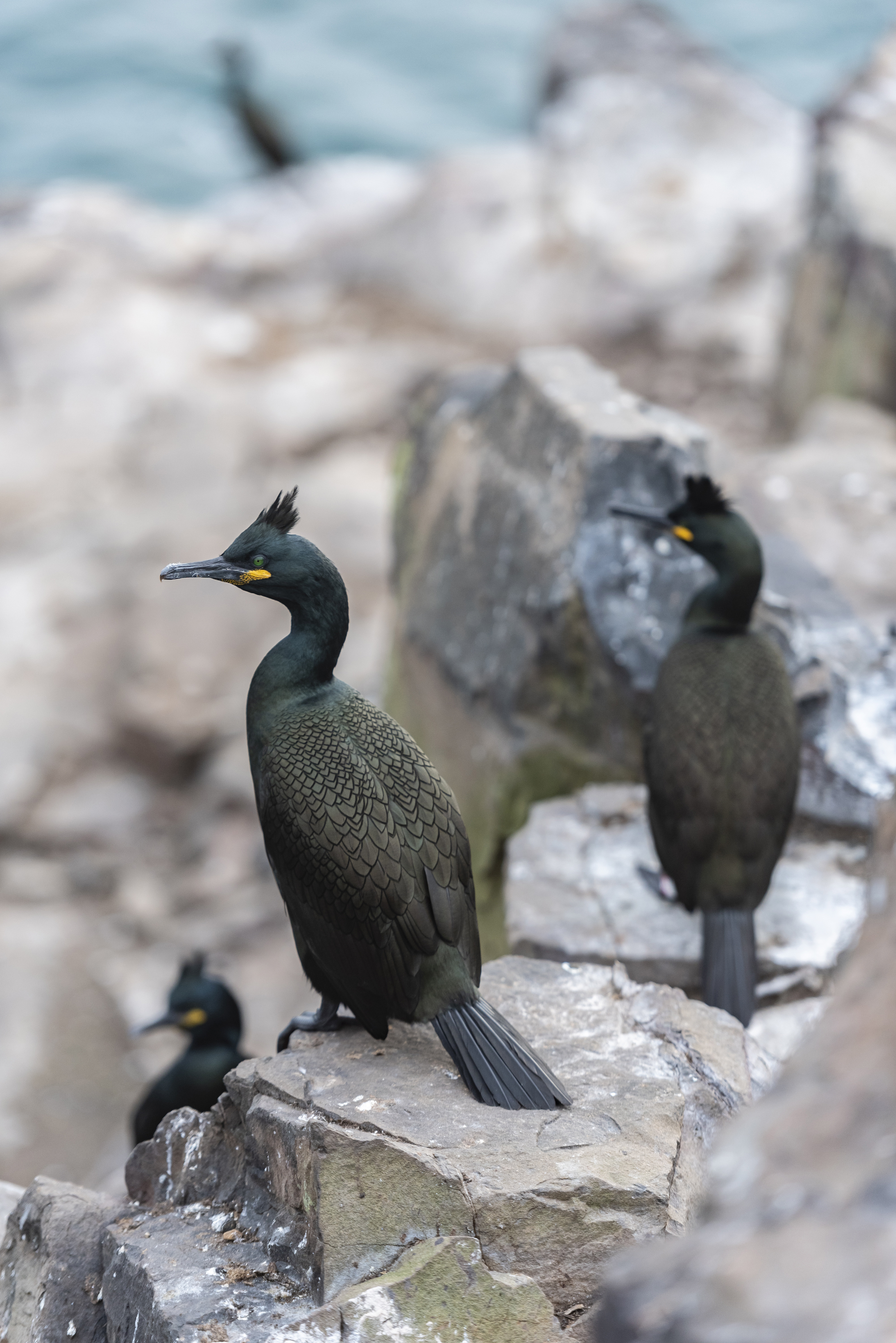 Shags on the Farne Islands.