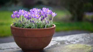 Crocus flowers in a pot