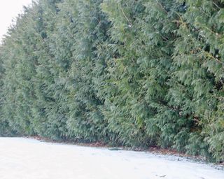 A hedge planted with ‘Green Giant’ Arborvitae (Thuja ‘Green Giant’)