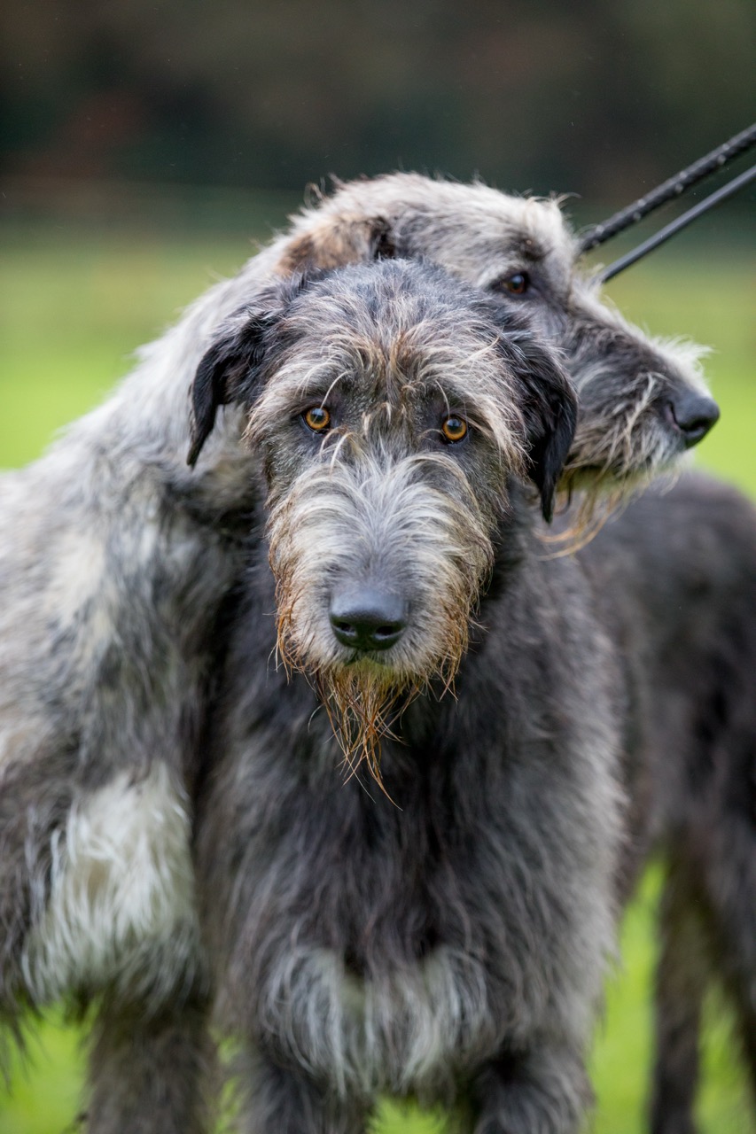 A close-up of two Irish Wolfhounds standing close together in a grassy field. The dog in the foreground looks directly into the camera with striking amber eyes; the second dog stands slightly behind, partially hidden.