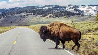 Bison on road at Yellowstone National Park