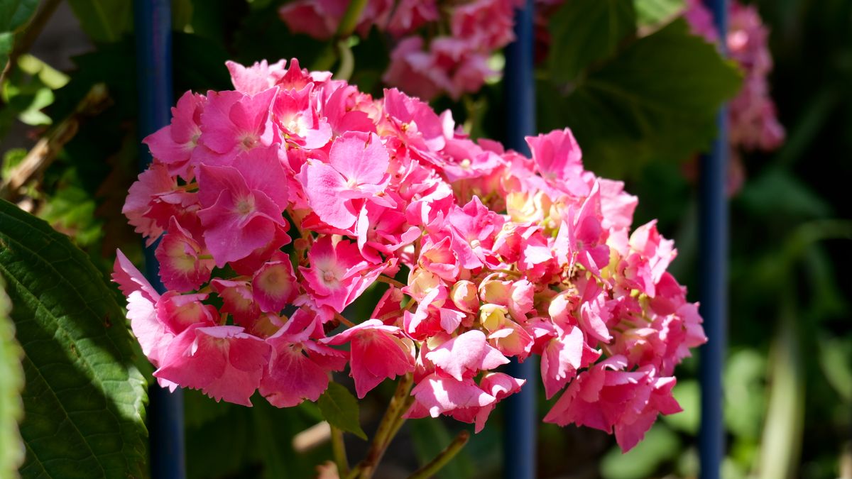 A screengrab from a video clip showing the Lumix S9's LUT profiles