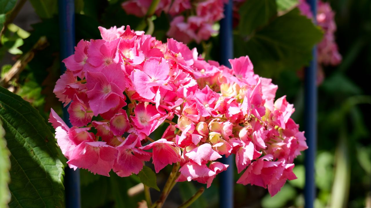 A screengrab from a video clip showing the Lumix S9's LUT profiles