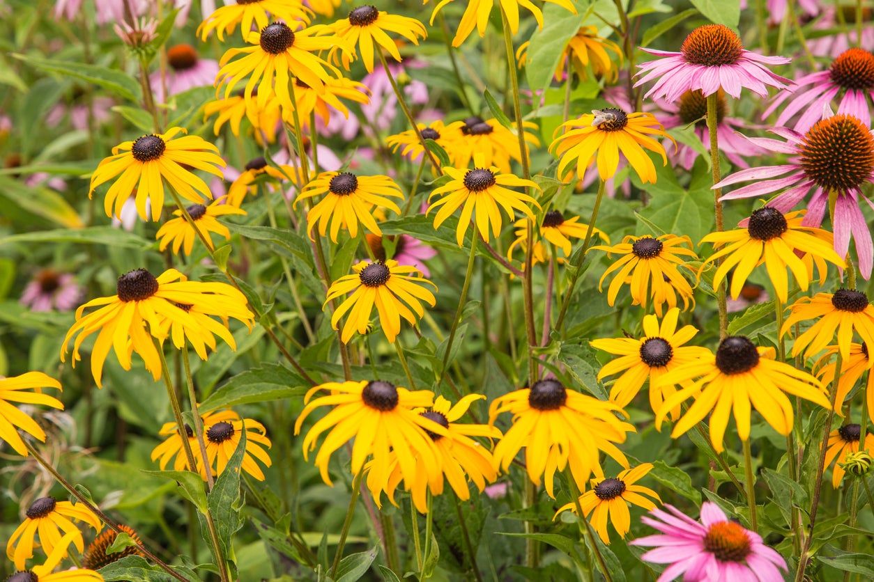 Cottage Garden Full Of Yellow And Pink Flowers