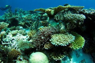 Corals at Scott Reef. 