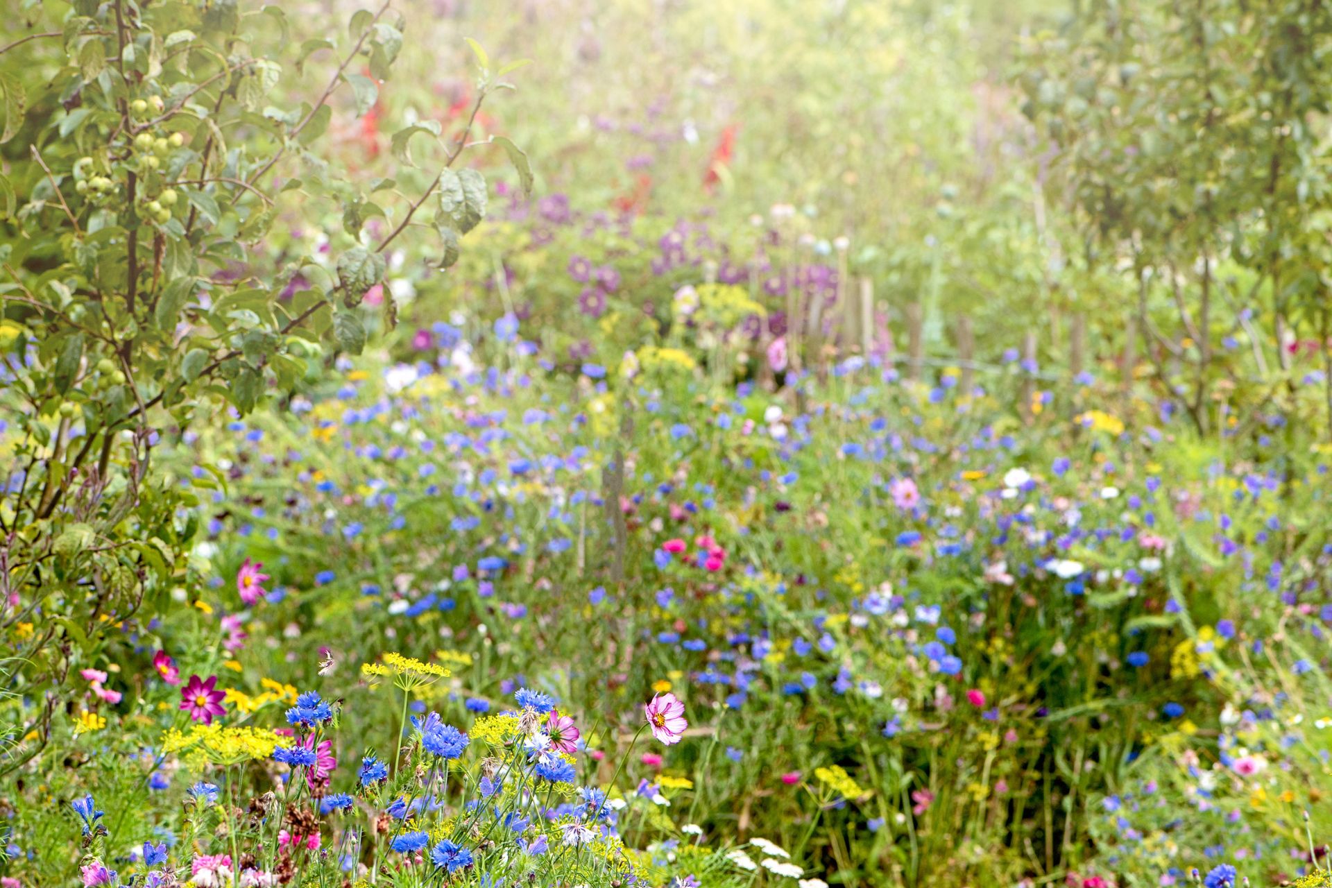 Wildflowers in bloom