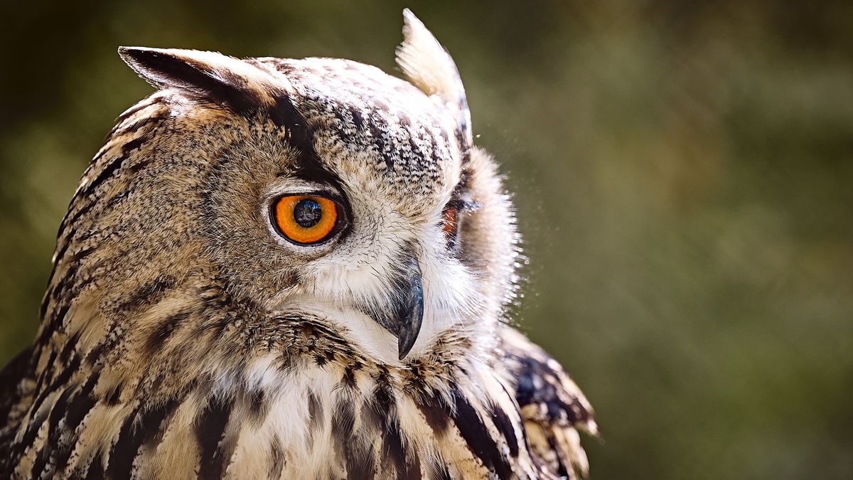 Close-up of eagle owl