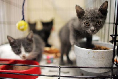 Kittens waiting to be adopted.